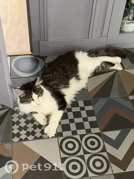 Jeune Maine Coon disparu à Tours - photo