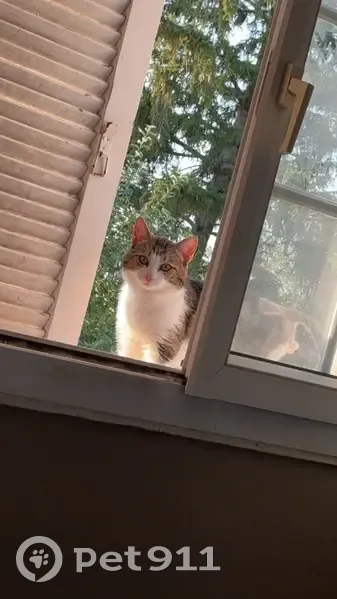 Chat perdu, queue rasée, Voie Sainte Marie - photo