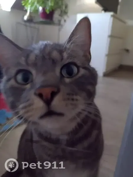 Chat perdu: Rasta, mâle tigré, Boieldieu - photo