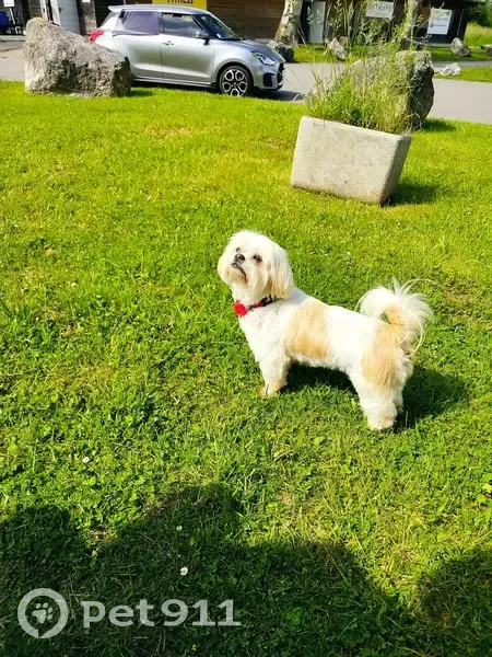 Shih Tzu femelle disparue Rue des Lilas - photo