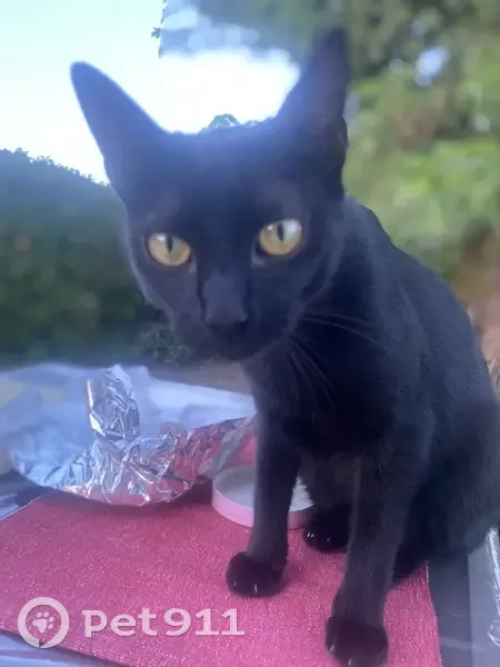 Petite chatte noire perdue à Lauzerte - photo