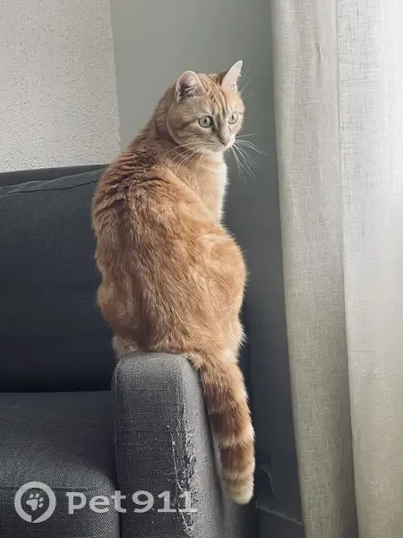Chatte rousse de 3 ans perdue à Valence - photo