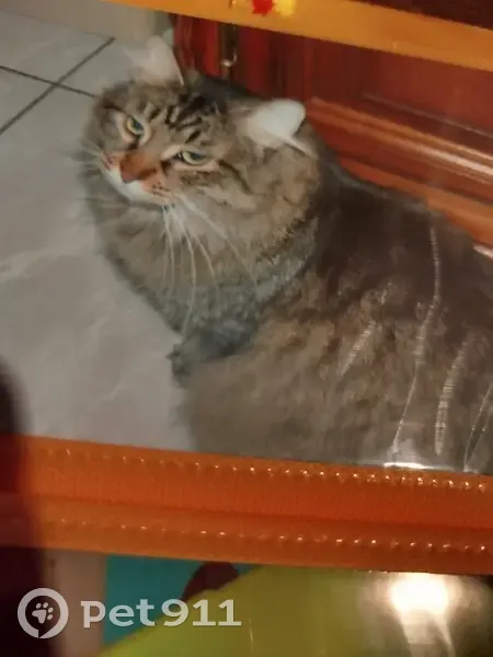 Chatte tigrée à poil long disparue à Villerupt - photo