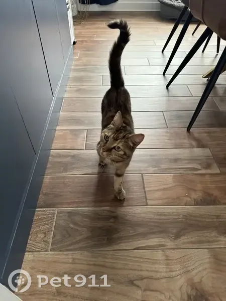 Chat tigré roux trouvé rue Louis Deffontaines - photo
