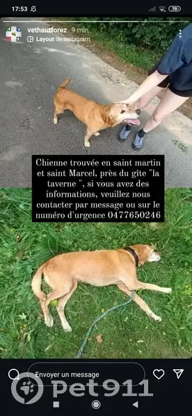 Chienne dorée trouvée, blessée et épuisée - photo