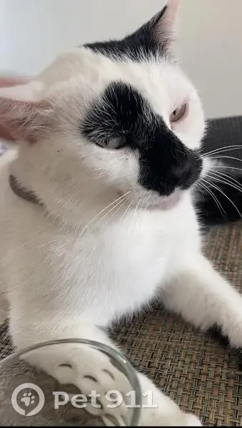 Chat mâle 4 ans perdu à Tourcoing - photo