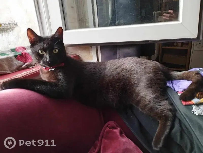 Chat noir mâle perdu, collier rouge, Caen - photo