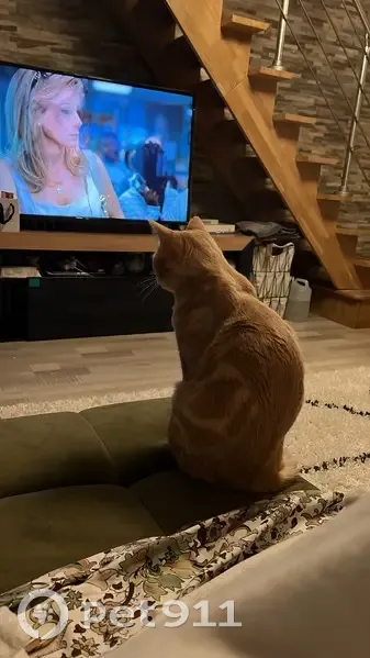 Chat roux mâle perdu à Ambilly, 15 août - photo