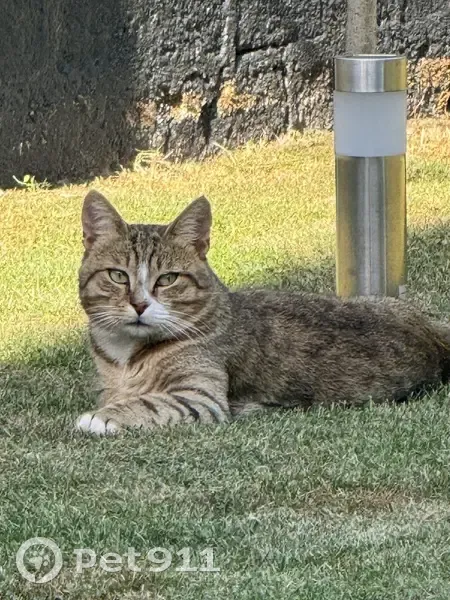 Jeune chat trouvé Rue de Létanduère, Angers - photo