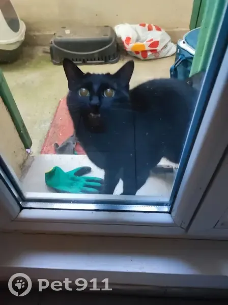 Chat noir trouvé sur terrasse à Nice - photo