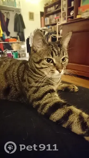 Chat tigré mâle disparu à Oullins - photo