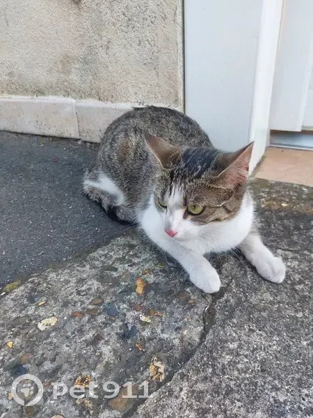 Chat trouvé à Bondy, rue Edouard Vaillant - photo