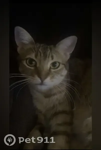 Chat perdu à Villefranche-sur-Saône : Nala - photo