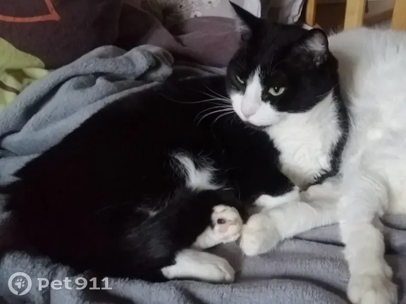 Chat mâle noir et blanc perdu à Fresnay - photo