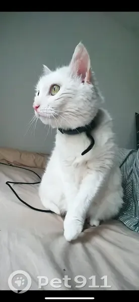 Chat blanc perdu à Puteaux, collier violet - photo