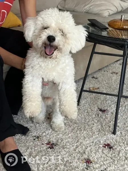 Bichon frisé blanc trouvé à Francheville - photo