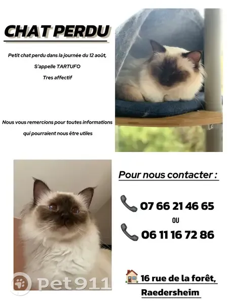 Chat sacré de Birmanie perdu à Raedersheim - photo