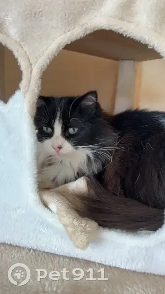 Chatte noir et blanc perdue à Nemours - photo