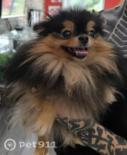 Petite chienne type spitz trouvée à Pieusse - photo