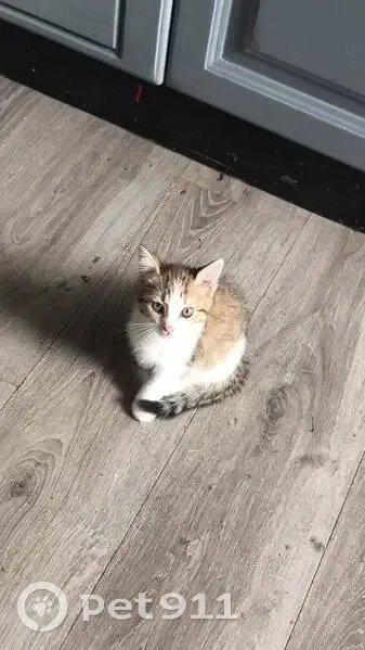 Chaton tigré perdu à Sarralbe, Quai de l'Albe - photo