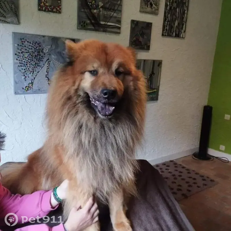 Chien perdu: Eurasier fauve, 7 ans, Le Mans - photo