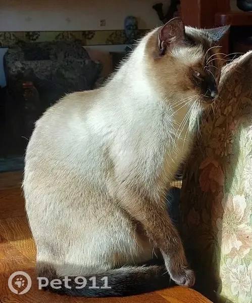 Chat siamois Khéops perdu à Motreff - photo
