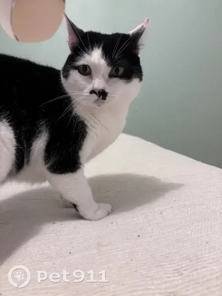 Chatte noire et blanche perdue à Hérouville - photo