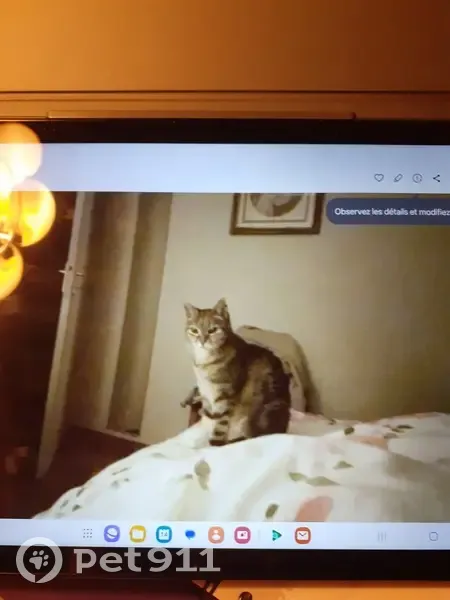 Chatte Tootsie disparue à Pornichet - photo