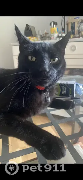 Chat perdu : Loulou, peureux, Rue de la Nonette - photo