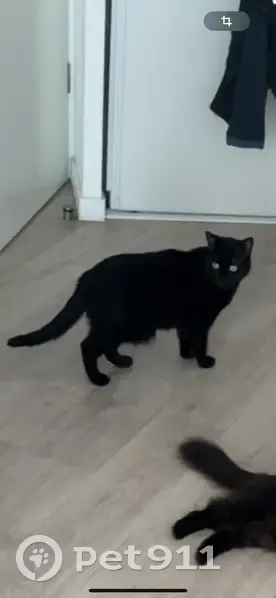 Chat femelle stérilisée perdue à Mennecy - photo