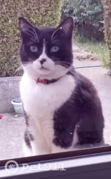 Chat noir et blanc perdu à Massy, collier rouge - photo
