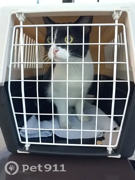 Chatte trouvée Rue de la Binoche, Orléans - photo