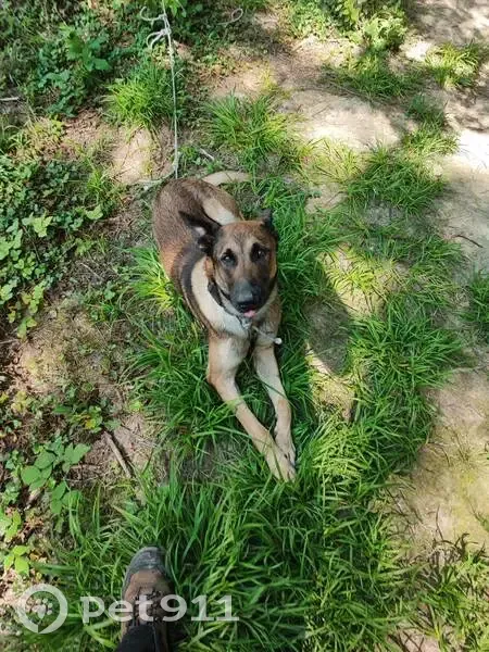 Jeune malinois mâle trouvé à Chevry-Cossigny - photo
