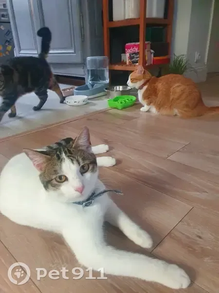 Chaton européen blanc perdu à Neuilly-Plaisance - photo
