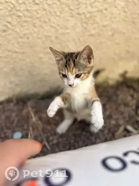 Chat trouvé sous capot cherche famille - photo