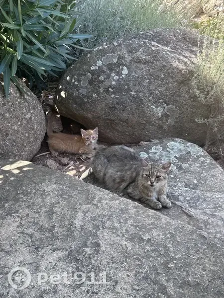 Chat et chaton trouvés à Porto-Vecchio - photo