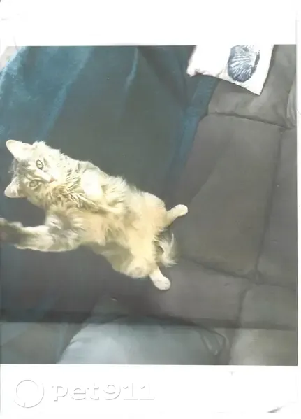 Chat Gris/Blanc Disparu: Comète à Creysse - photo