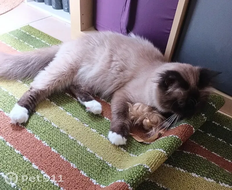 Chat mâle beige et marron perdu à Laversines - photo