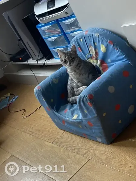 Chatte tigrée grise disparue à Lille - photo