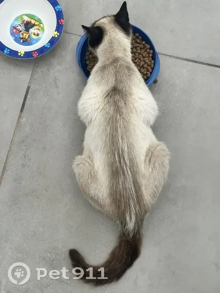 Chat enceinte trouvé aux Sables-d'Olonne - photo