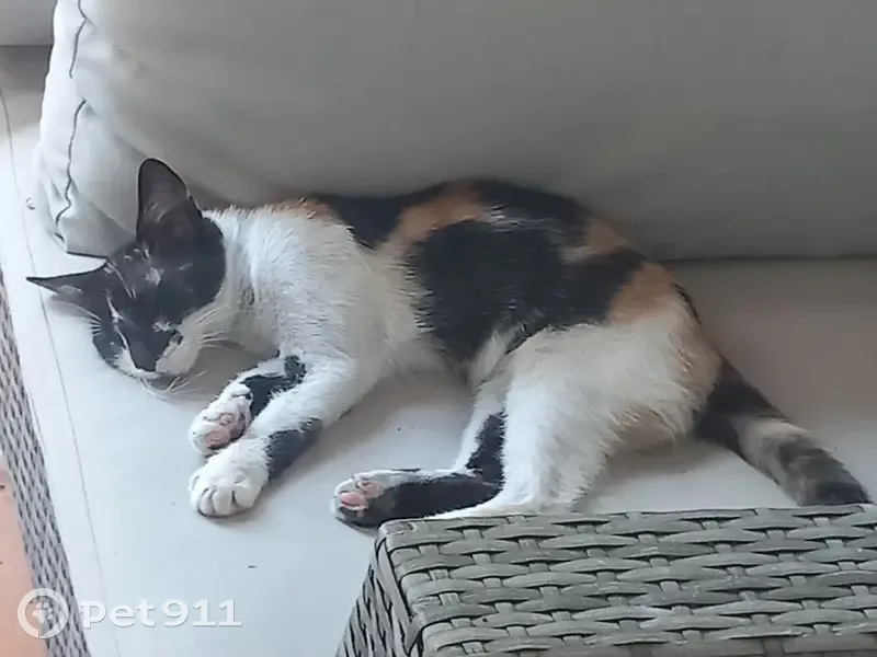 Chat trouvé sans identification à Montferrier - photo