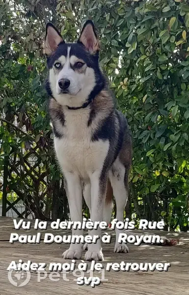 Husky 1 an et demi perdu à Royan - photo