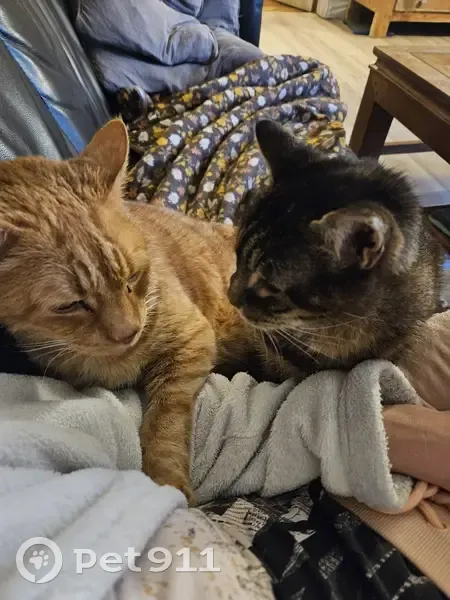 Chat roux perdu à Bouliac, urgent! - photo