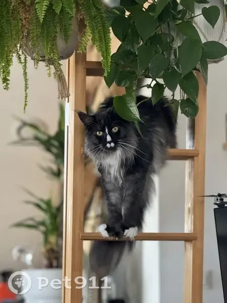 Chat Maine Coon disparu à Annecy - photo