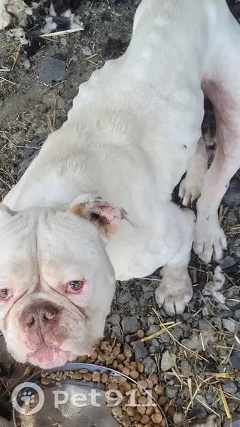 Chien maigre trouvé non castré à Chemazé - photo
