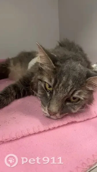 Chat disparu, maigre et rasée à Bastelicaccia - photo
