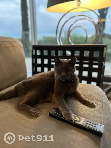 Chat gris 18 ans perdu au Cap d'Antibes - photo