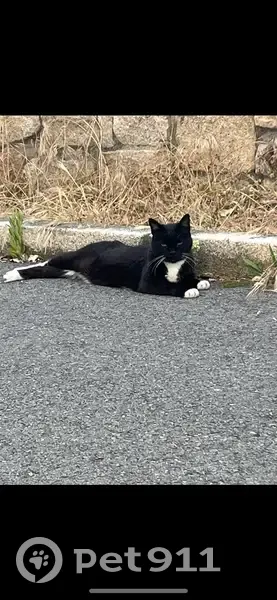 Chat noir et blanc de 17 ans disparu - photo
