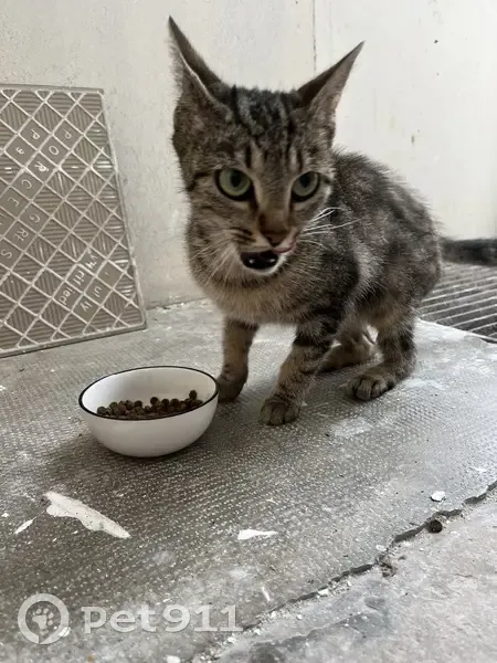 Chat trouvé, femelle tigrée, Auxerre - photo
