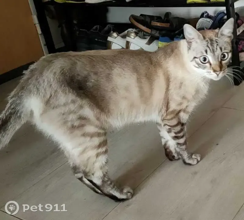 Chat perdu à Argenteuil, aide recherchée - photo